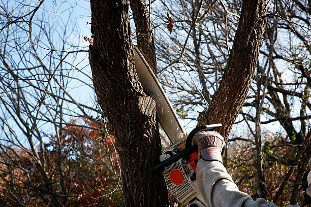 How Our Tree Care Process Works  in  Newton, NJ